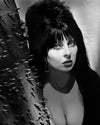 Cassandra Peterson: Autograph Signing on Photos, October 1